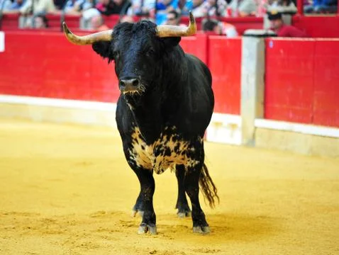 Bull in spain Stock Photos