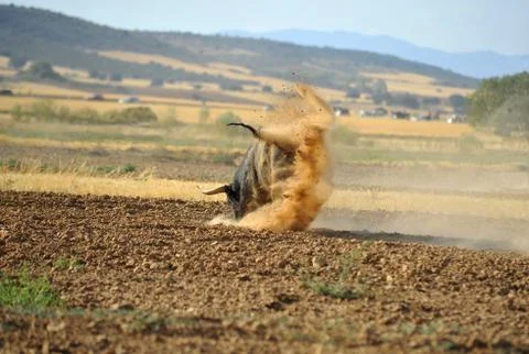 Bull in spain Stock Photos