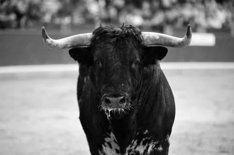 Bull in spain Stock Photos