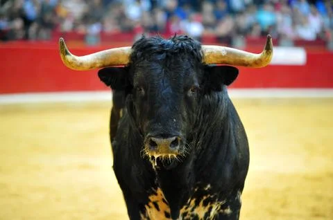 Bull in spain Stock Photos