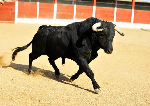 Bull in spain Stock Photos