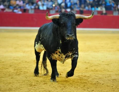 Bull in spain Stock Photos