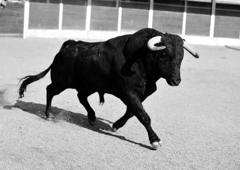 Bull in spain Stock Photos