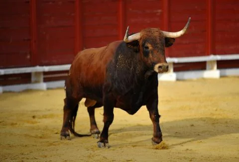 Bull in spain Stock Photos