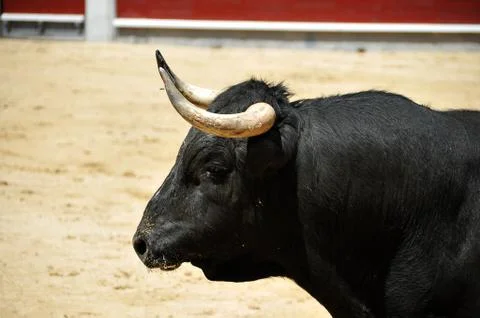 Bull in spain Stock Photos