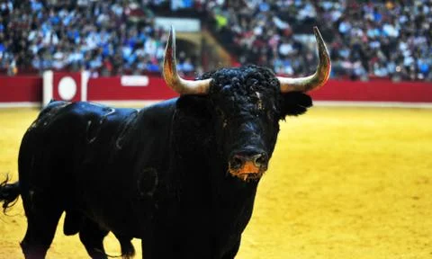 Bull in spain Stock Photos