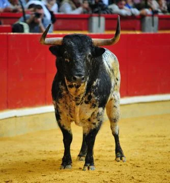 Bull in spain Stock Photos