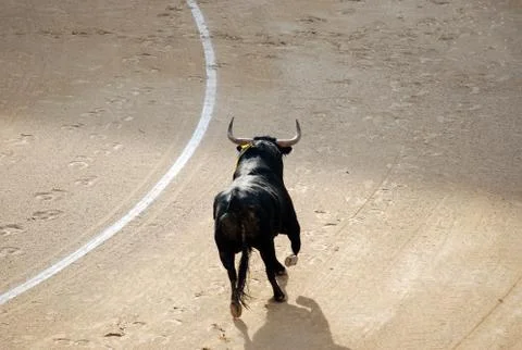 Bull in spain Stock Photos