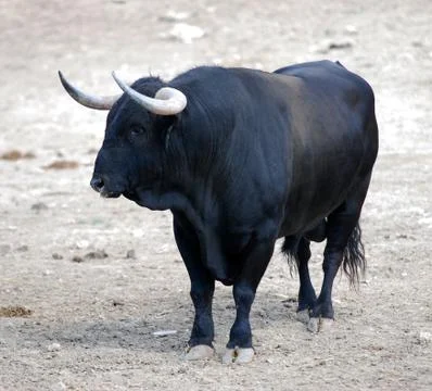 Bull in spain Stock Photos
