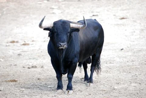Bull in spain Stock Photos