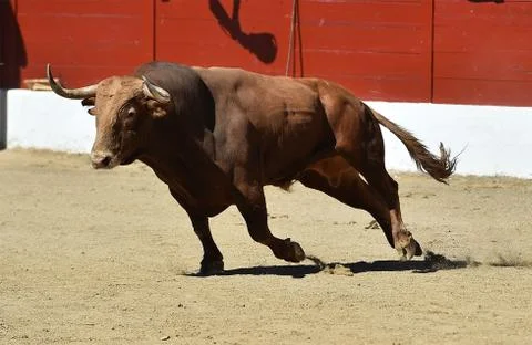 Bull in spain Stock Photos