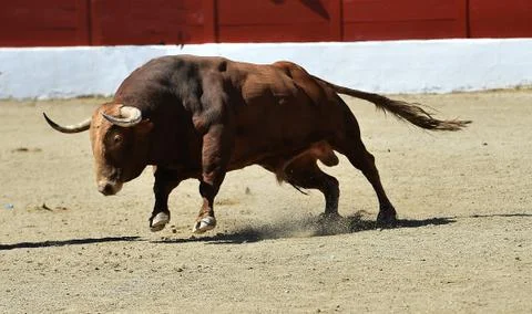 Bull in spain Stock Photos
