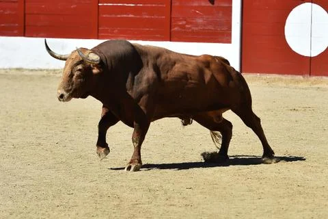 Bull in spain Stock Photos