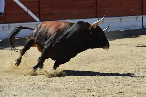 Bull in spain Stock Photos