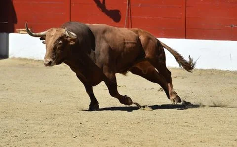 Bull in spain Stock Photos