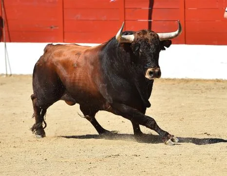 Bull in spain Stock Photos