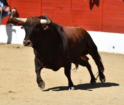 Bull in spain Stock Photos
