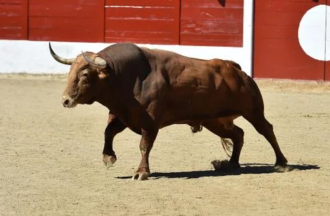 Bull in spain Stock Photos