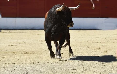 Bull in spain Stock Photos