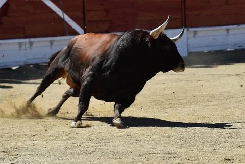 Bull in spain Stock Photos