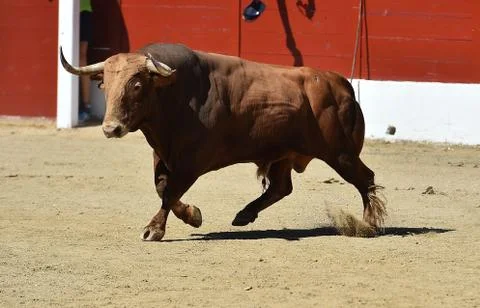Bull in spain Stock Photos