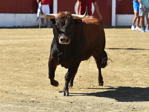 Bull in spain Stock Photos