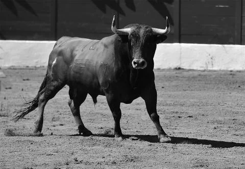 Bull in spain Stock Photos