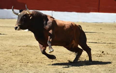 Bull in spain Stock Photos