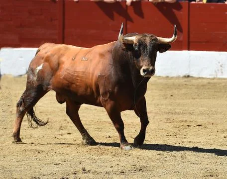 Bull in spain Stock Photos