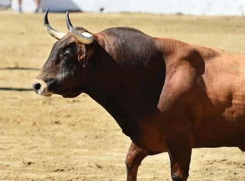 Bull in spain Stock Photos