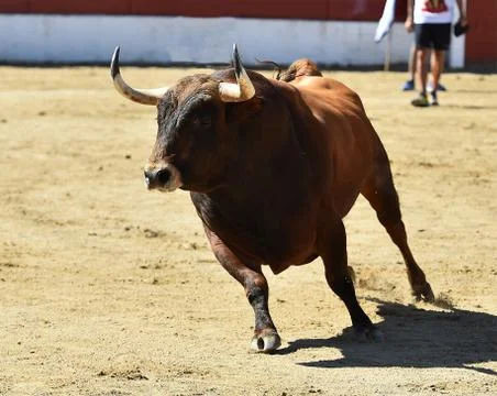 Bull in spain Stock Photos