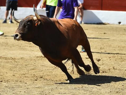 Bull in spain Stock Photos