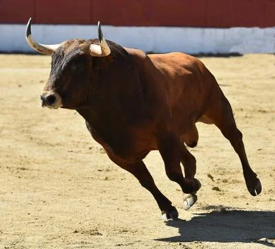 Bull in spain Stock Photos