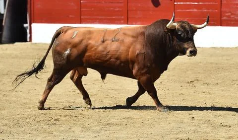 Bull in spain Stock Photos