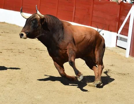 Bull in spain Stock Photos