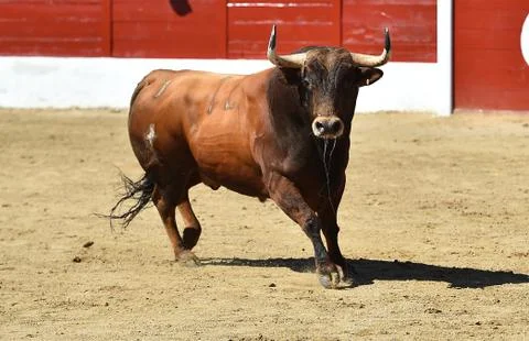 Bull in spain Stock Photos