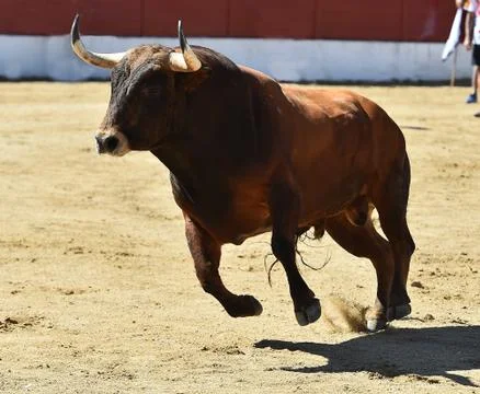 Bull in spain Stock Photos