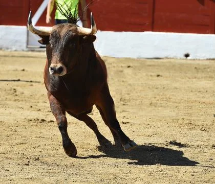 Bull in spain Stock Photos