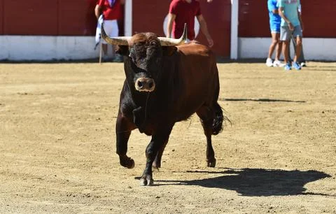 Bull in spain Stock Photos