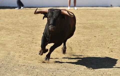 Bull in spain Stock Photos