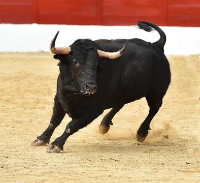 Bull in spain Stock Photos
