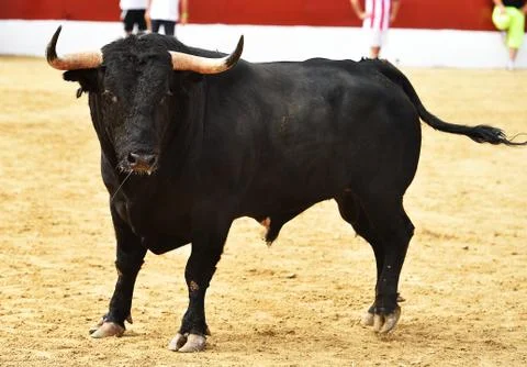 Bull in spain Stock Photos