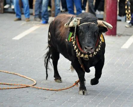 Bull in spain Stock Photos