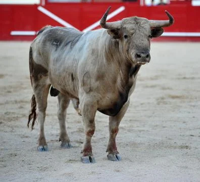 Bull in spain Stock Photos