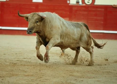 Bull in spain Stock Photos