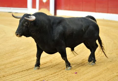Bull in spain Stock Photos
