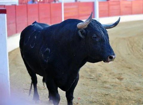 Bull in spain Stock Photos