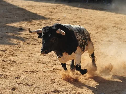 Bull in spain Stock Photos