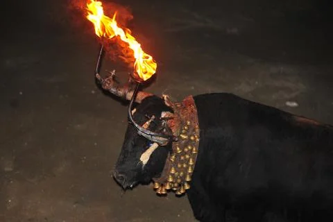 Bull in spain Stock Photos