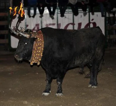 Bull in spain Stock Photos